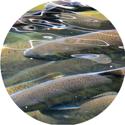 PR Salmon Society