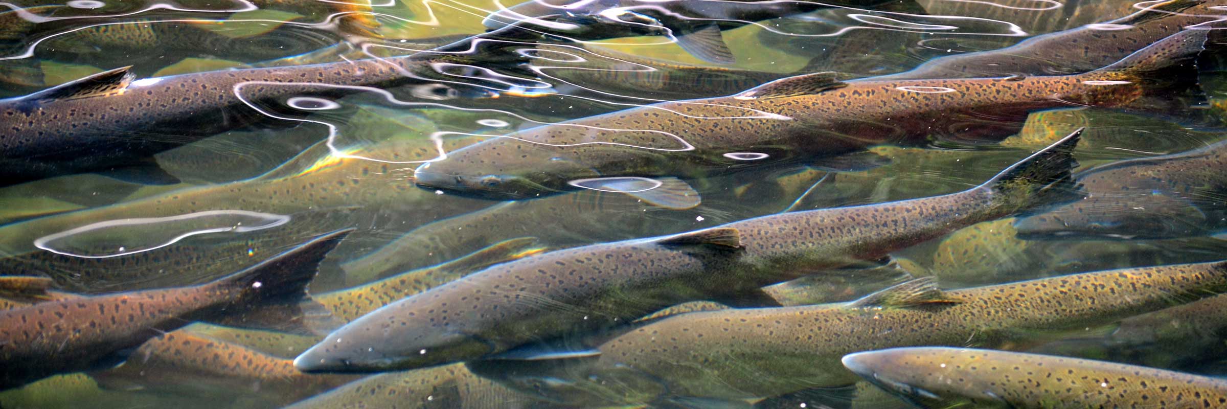 Powell River Salmon 