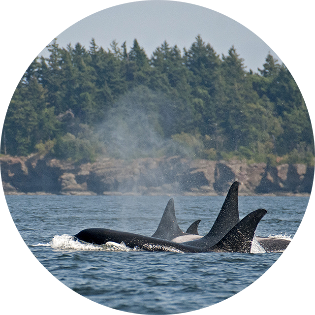 fcu-circular-environmental-orca.png